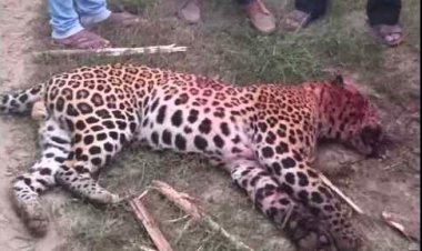 बिजनौर में किसान ने तेंदुए को लाठी से किया ढेर, खुद गंभीर रूप से घायल