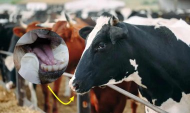 पंजाब में पशुओं के मुंहपका रोग के लिए मुफ्त टीकाकरण अभियान शुरू