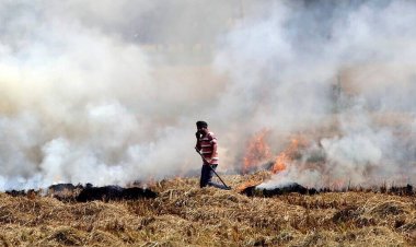 हरियाणा में पराली जलाने के आरोप में 14 किसानों की गिरफ्तारी, 368 किसानों की रेड एंट्री