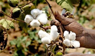 कपास उत्पादन 7 फीसदी घटकर 302 लाख गांठ रहने का अनुमानः सीएआई