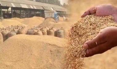 हरियाणा ने धान खरीद का आधा लक्ष्य पार किया,  63 फीसदी धान का ही हुआ उठान