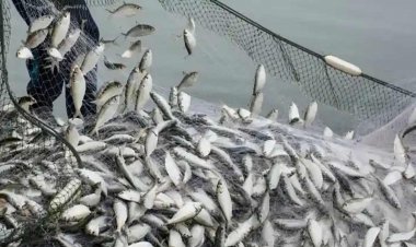 हिमाचल में मछली पालन के लिए मिलेगी 9 लाख की सब्सिडी, इन जिलों के किसान कर सकते हैं आवेदन