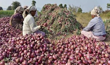 प्याज उत्पादक राज्यों में भारी बारिश से फसल को नुकसान, कटाई में देरी से कीमतों में उछाल