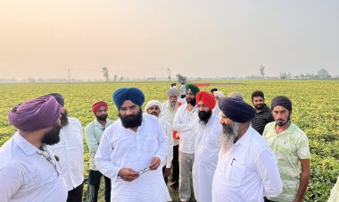 उत्तराखंड के तराई में उड़द के खराब बीज से किसानों को नुकसान, कार्रवाई की मांग