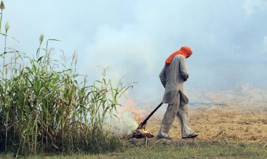 हरियाणा से ज्यादा यूपी और एमपी में पराली जलाने की घटनाएं, पंजाब में भी घटी खेतों की आग