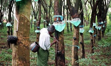 किसान सभा ने टायर निर्माताओं पर लगाया रबर की कीमतें कंट्रोल करने का आरोप