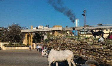 महाराष्ट्र में चीनी मिलों ने दी पेराई शुरू न कर पाने की चेतावनी