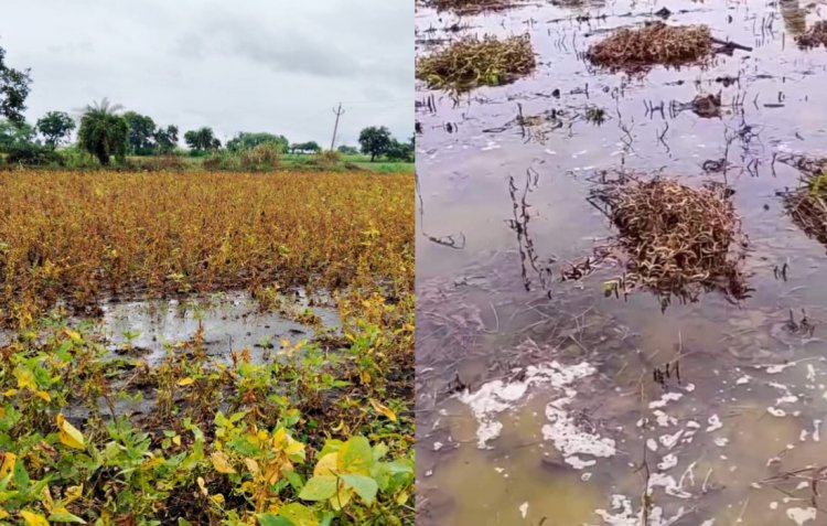 मध्य प्रदेश में बारिश से सोयाबीन और दलहल फसलों को भारी नुकसान, किसान बोले- मुआवजा दे सरकार