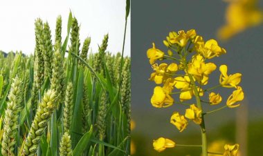 गेहूं और सरसों के साथ सब्जियों की बुवाई के लिए आईएआरआई ने जारी की एडवाइजरी