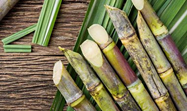 यूपी में शरदकालीन बुवाई के लिए 45 जिलों में गन्ने का ब्रीडर सीड आवंटित