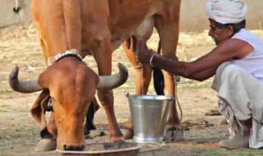 राजस्थान के 3 लाख से अधिक दूध उत्पादकों को 183.22 करोड़ रुपये की अनुदान राशि जारी