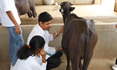 यूपी में एनिमल हसबेंडरी में डिप्लोमा और सर्टिफिकेट कोर्स शुरू होंगे, सरकार बनाएगी नीति