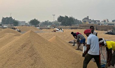 पंजाब में धान खरीद 57 फीसदी पूरी, धीमी लिफ्टिंग के चलते अब तक 64.5 लाख टन ही हुआ उठान