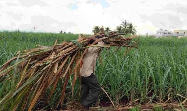 पेराई सत्र शुरू, लेकिन यूपी में किसानों को गन्ना मूल्य की घोषणा का इंतजार