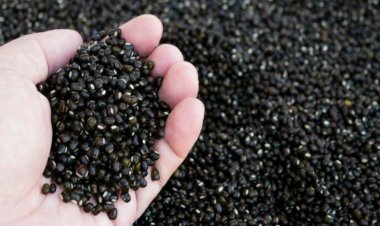 देश में ब्राजील से उड़द का आयात 5 गुना बढ़ा, अक्टूबर तक 22 हजार टन हुआ आयात