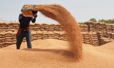 रिकॉर्ड उत्पादन के बावजूद गेहूं के दाम 3200 रुपये तक पहुंचे, आ सकती है आयात की नौबत