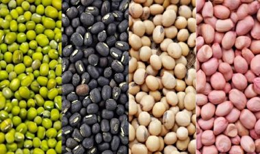 गुजरात में मूंगफली, सोयाबीन, उड़द और मूंग की सरकारी खरीद शुरू