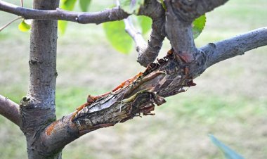 हिमाचल में ड्राई स्पेल से सेब के पेड़ों में रोग फैलने का खतरा