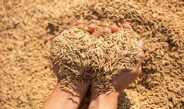 हरियाणा में करीब 54 लाख टन धान की खरीद, लक्ष्य के मुकाबले 6 लाख टन कम