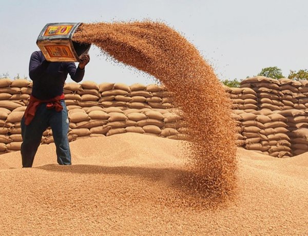 गेहूं पर किसानों को राजस्थान में 150 और मध्य प्रदेश में 40 रुपये बोनस मिलेगा, खरीद की तैयारियां शुरू