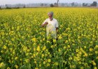 भारत का सरसों उत्पादन 3.5 फीसदी बढ़ने की उम्मीद, रबी 2025-26 में 119.4 लाख टन उत्पादन का अनुमान