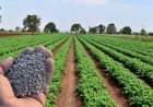 जनवरी से डीएपी के दाम 200 रुपये तक बढ़ना तय, जानिए क्या हैं कारण
