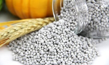 पंजाब सहित कई राज्यों में डीएपी की मांग के मुकाबले कम बिक्री