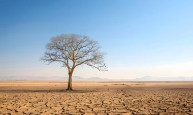 तीन दशक में पृथ्वी की तीन-चौथाई भूमि स्थायी रूप से शुष्क हुई, संयुक्त राष्ट्र की रिपोर्ट में खुलासा