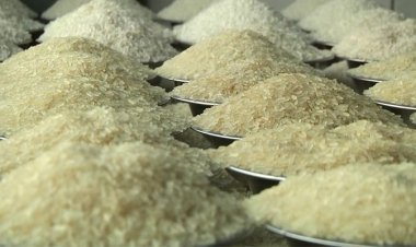 भारत में बंपर खरीफ उत्पादन और निर्यात पर रोक हटने से 2025 में ग्लोबल मार्केट में चावल के दाम कम रहने के आसार