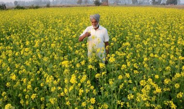 रबी सीजन में बढ़ी गेहूं की बुवाई, लेकिन दालों व तिलहन की बुवाई को झटका