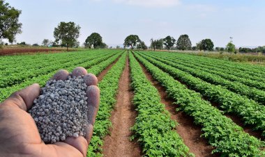 जनवरी से डीएपी के दाम 200 रुपये तक बढ़ना तय, जानिए क्या हैं कारण