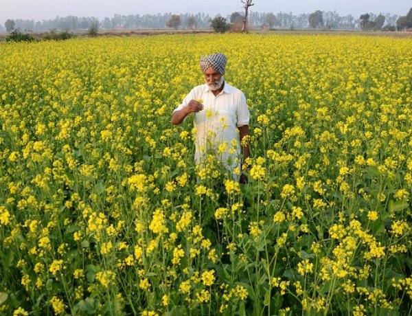 भारत का सरसों उत्पादन 3.5 फीसदी बढ़ने की उम्मीद, रबी 2025-26 में 119.4 लाख टन उत्पादन का अनुमान