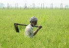 GDP Data: कृषि उत्पादन तो बढ़ा, लेकिन उस अनुपात में किसानों की आय नहीं बढ़ी