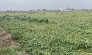 फसल बीमा योजनाओं को सुधारों के साथ मंजूरी, तकनीक व नवाचार के लिए ₹824.77 करोड़ का कोष