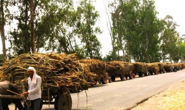 साल बदला, नेता बदले, लेकिन नहीं बदला गन्ना किसानों का हाल
