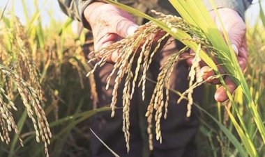 दिसंबर तिमाही में 5.6% रही कृषि विकास दर, पूरे साल में जीडीपी ग्रोथ 6.5% रहने का अनुमान