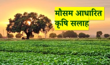 कृषि सलाह: अगले दो दिनों बारिश की संभावना, खड़ी फसलों में छिड़काव न करें