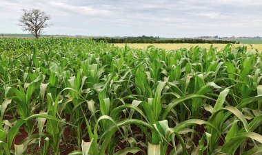 दक्षिण अमेरिका में ला नीना जैसे हालात का खतरा, कुछ फसलें प्रभावित होने की आशंका