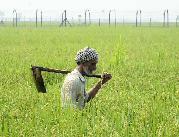 GDP Data: कृषि उत्पादन तो बढ़ा, लेकिन उस अनुपात में किसानों की आय नहीं बढ़ी
