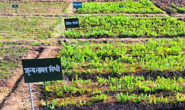 अमेरिकी टैरिफ पर बातचीत की प्रक्रिया फिर शुरू, क्या टैरिफ भारतीय कृषि में बदलाव लाएंगे?