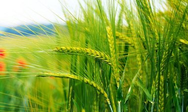 रबी बुवाई पिछले साल और 5 साल के औसत से अधिक, लेकिन तिलहन का क्षेत्र घटा