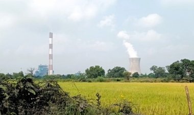 कोयला-आधारित संयंत्रों के प्रदूषण से भारत में गेहूं और चावल की पैदावार को नुकसान: अध्ययन