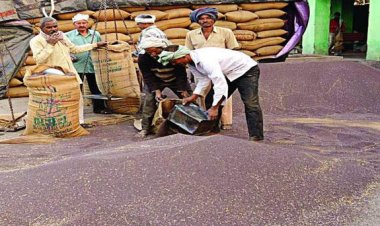 हरियाणा में तिलहन-दलहन की सरकारी खरीद के लिए तारीखें निर्धारित