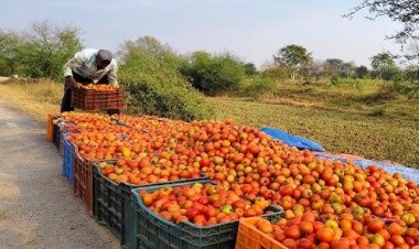 टमाटर बिक रहा कौड़ियों के दाम, किसानों को 2-5 रुपये का रेट