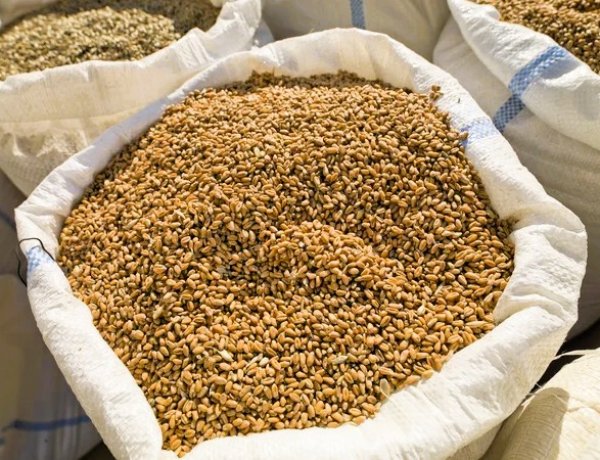 आपूर्ति में सुधार के बाद केंद्र ने गेहूं पर स्टॉक लिमिट का आदेश वापस लिया