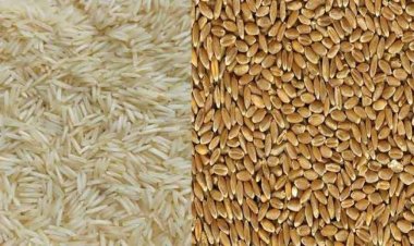 2025 में वैश्विक गेहूं और चावल उत्पादन में मामूली वृद्धि का अनुमान