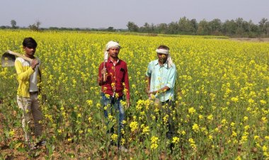 भारत में सरसों उत्पादन घटकर 115.2 लाख टन रहने का अनुमान, सरकारी अनुमान से 10% कम