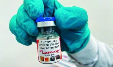 लंपी वैक्सीन: कैसे आईसीएआर ने तैयार की दुनिया की पहली DIVA लंपी स्किन डिजीज वैक्सीन
