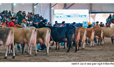 डेयरी उत्पादकता में अग्रणी बनने की ओर भारत