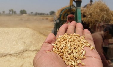 केंद्र ने राजस्थान में गेहूं की सरकारी खरीद के मानकों में छूट दी